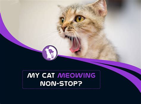 cats meowing non stop