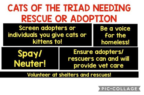 cats of the triad facebook