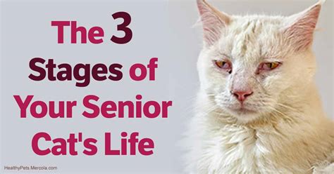 cats old age dying symptoms