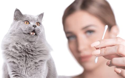 Cats Playing With Q Tips