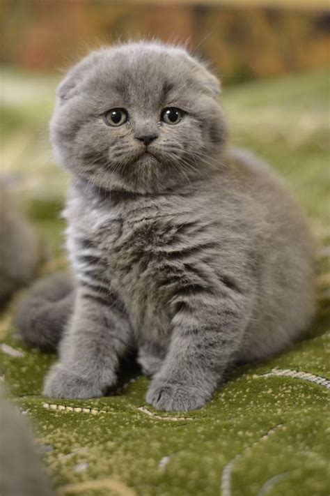 cats scottish fold for sale