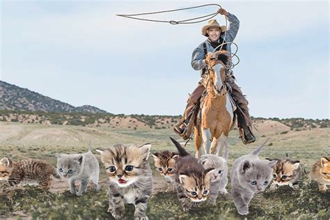 Cats To Herding