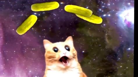 cats vs pickles meme
