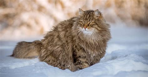 Cats Winter Fur
