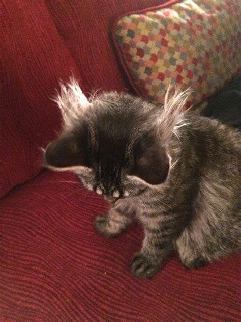 cats with hair in ears