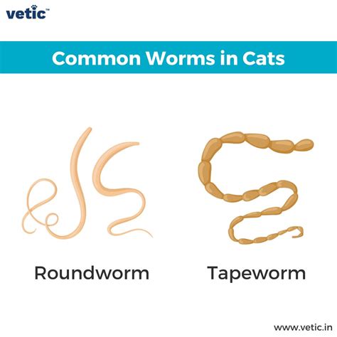 cats with tapeworms