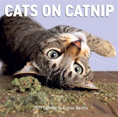 Cats on Catnip 2025 Wall Calendar