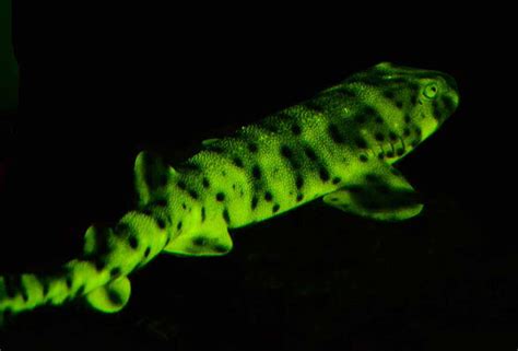 catshark bioluminescent