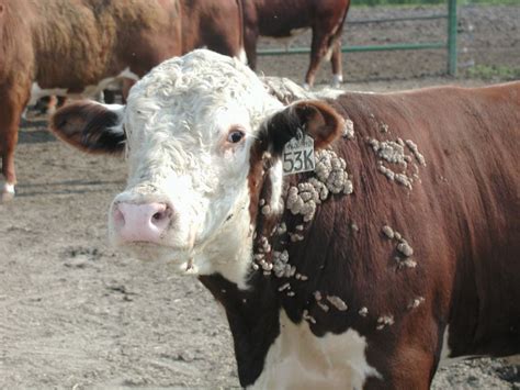 cattle diseases and treatment