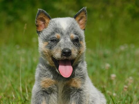 cattle dog puppies