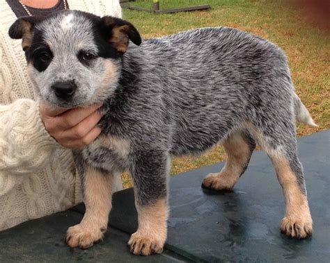 cattle dog puppies nsw