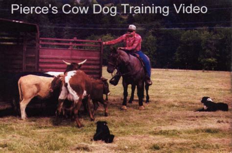 cattle dog training dvd