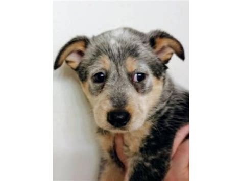 cattle dogs for sale in maine