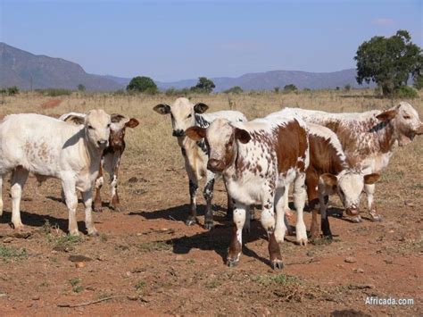 cattle farm for sale in kzn