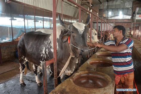 cattle farm in bangladesh