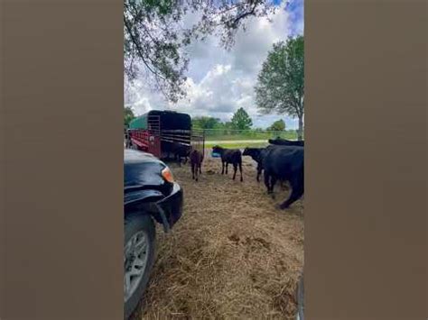 cattle farm in clewiston florida