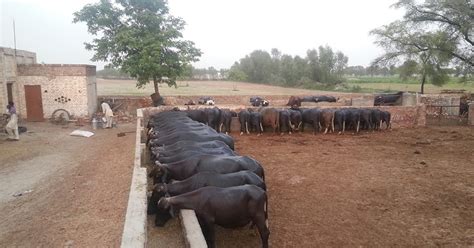 cattle farm in pakistan