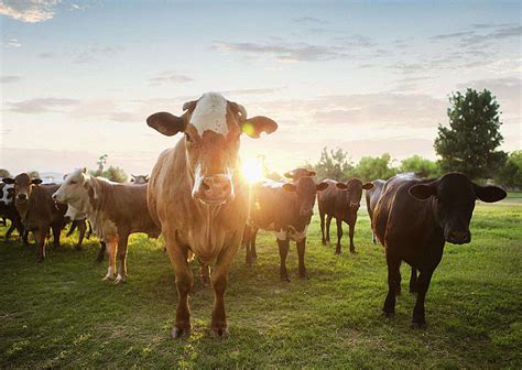 cattle farming