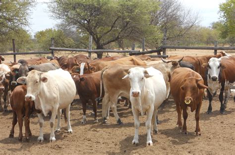 cattle farming in botswana