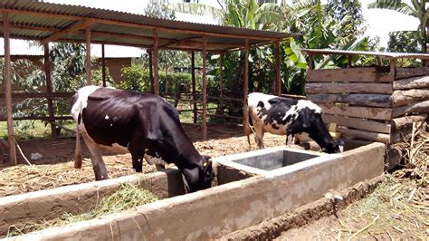 cattle farming in kenya