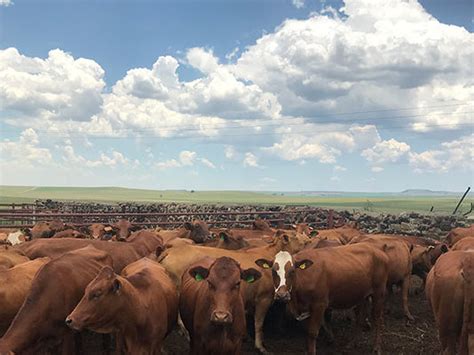 cattle farming in south africa