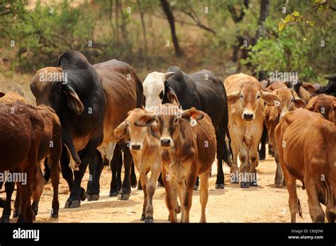 cattle farming in zimbabwe