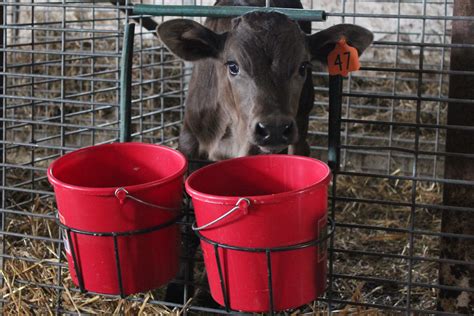 Cattle Feeding Buckets