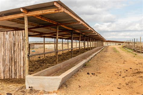 Cattle Feedlot Setup