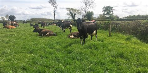 cattle for sale in offaly