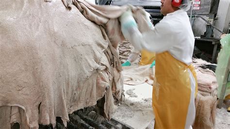Cattle Hide Processing