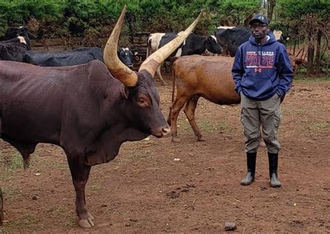 cattle keeping in kenya