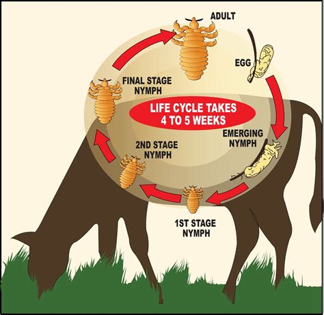 cattle lice life cycle