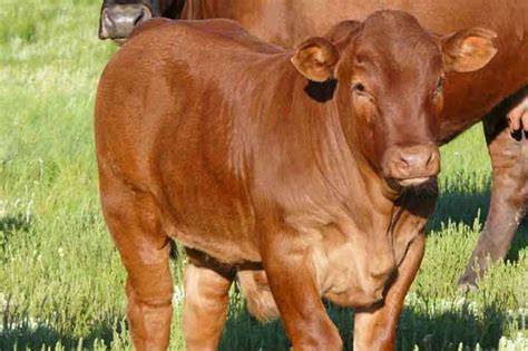 cattle livestock for sale