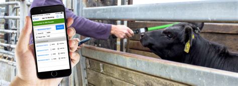 cattle management software and rfid