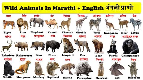 cattle meaning in marathi