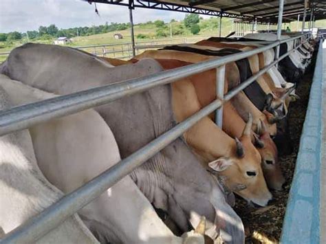 cattle production in the philippines