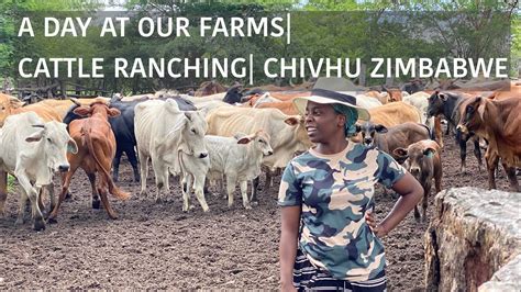 cattle production in zimbabwe