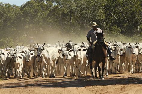 cattle ranching amazon fire