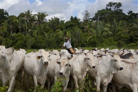 cattle ranching in rainforests