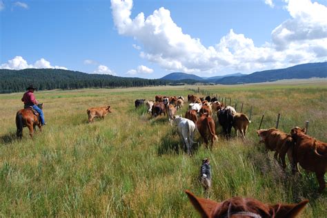 cattle ranching meaning