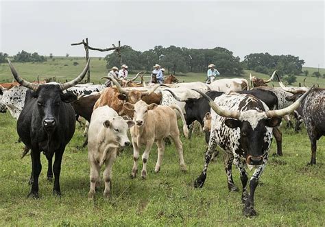 cattle range louisiana