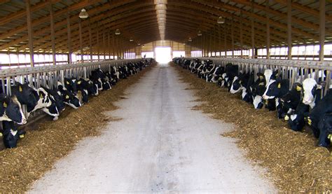 Revolutionize Your Farm: The Ultimate cattle shed design guide