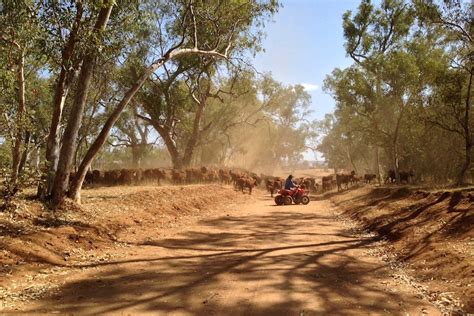 cattle stations near alice springs