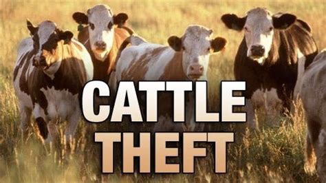 cattle theft in texas