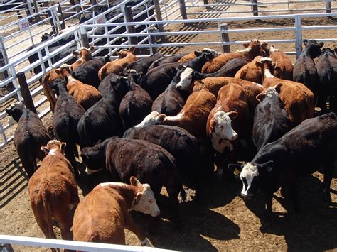 cattle usa auction calendar
