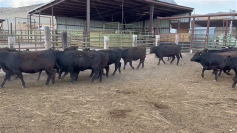 cattle usa auctions