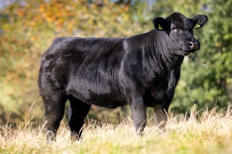 cattle visions angus bulls