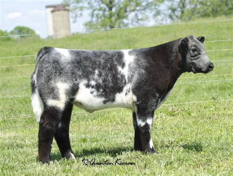 cattle visions shorthorn