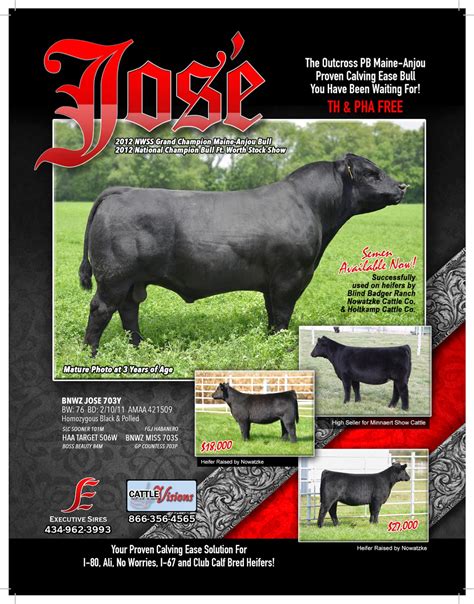 cattle visions sires