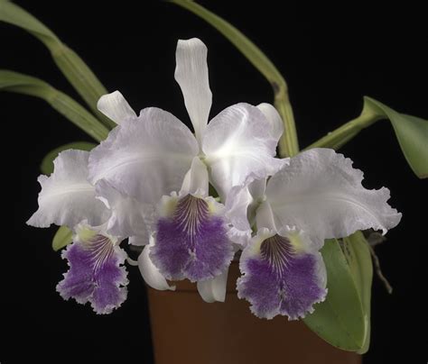 cattleya lueddemanniana var. coerulea